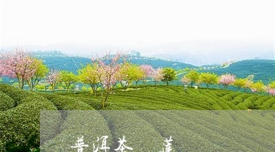 普洱茶 莲/2023090538382